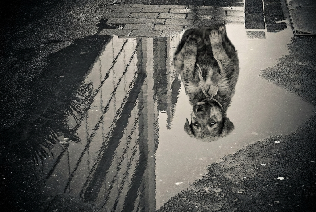 Il diario di un cane cane si specchia in acqua
