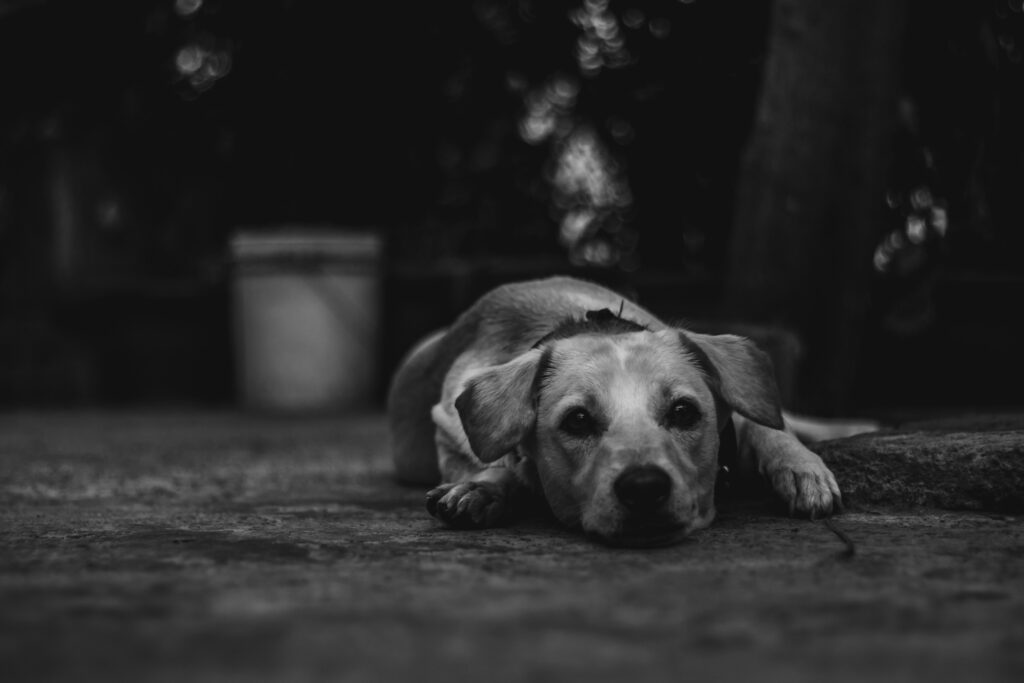 Il diario di un cane cane sdraiato, street photography