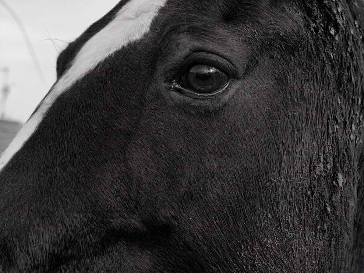 fotografia: la street fotography di valentina barletta Ritratto in bianco e nero di un Cavallo, quarter horse