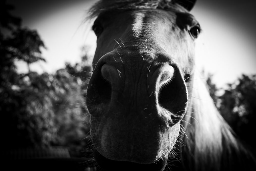 Equine photography Fotografia in movimento, cavallo